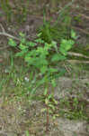 Warty spurge